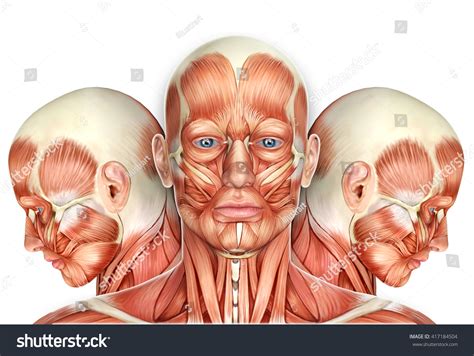 I also have tutorials on female anatomy and an old male figure video:how. 3d Male Face Muscles Anatomy Side Stock Illustration ...