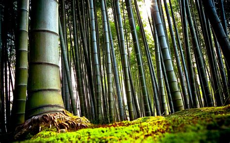 90 Bamboo Hd Wallpapers And Backgrounds