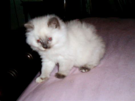 Ragdoll Kittens For Sale Adoption From Cherry Hill New Jersey Adpost