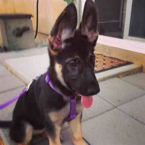 If they're not standing up after seven months, they probably will never get to that point. When did your dogs ears stand up solidly? - German Shepherd Dog Forums
