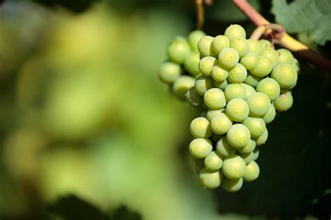 Sauvignon Blanc Características De Una Uva Con Carácter Diez Siglos