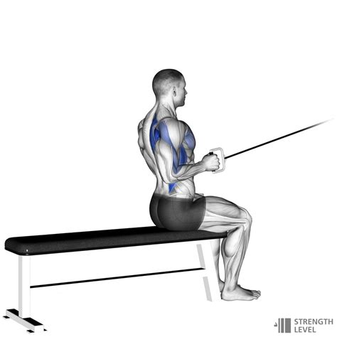 One Arm Seated Cable Row Standards For Men And Women Lb Strength Level