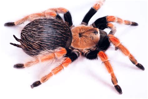 Ucr Scientists Discover Tarantula Killing Worm News