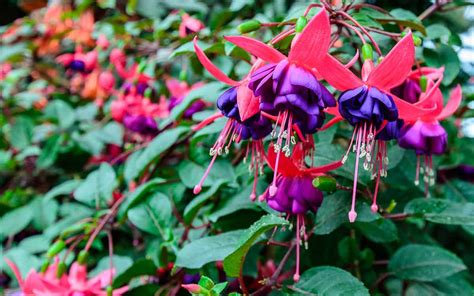 Growing Fuchsias How To Plant Raise And Use The Berries And Flowers