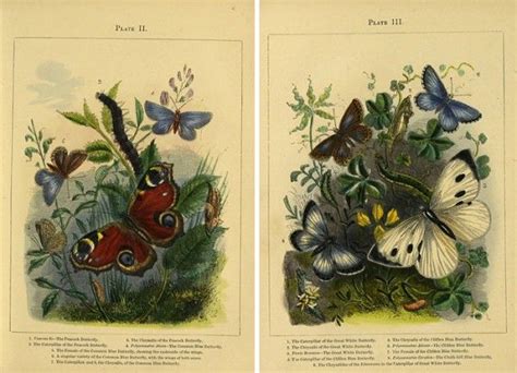 25 Free Butterflies And Moths Vintage Printable Images Butterfly Clip