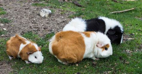 However, do not chance them until they are at least six months old, and multiply more than twice a year. Guinea Pig Babies Facts - Caring For All Pets