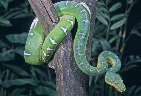 Snake Emerald Tree Boa Stock Image Image Of Serpent Tree 6878849