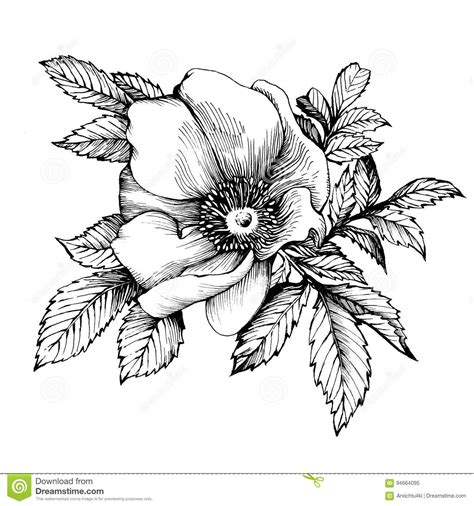 Color this menorah for hanukkah. Graphic The Branch Flower Dog Rose Names: Japanese Rose ...