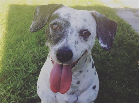 34 Classic Chihuahua Mixes Find The Best Chihuahua Mix