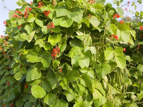 How To Grow Runner Beans It S Easy With Our Step By Step Guide Gardeningetc