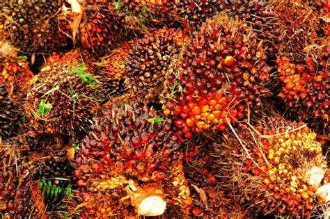 Mengkhawatirkan, harga cpo terus menurun. Naik Lagi, Harga TBS Kelapa Sawit di Riau Kini Rp 1.815,12 ...