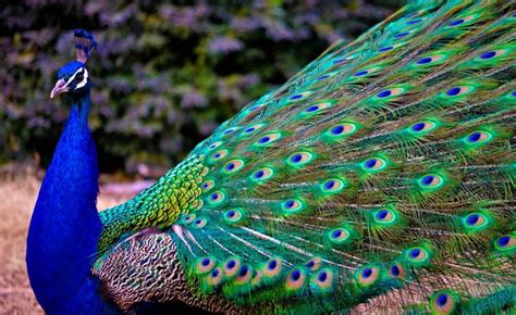 Si vous la connaissez, vous pouvez l'ajouter en cliquant ici. Keindahan Bulu Burung Merak saat Dilihat Menggunakan ...