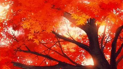 Anime Wallpapers Tree Maple Autumn User Animated
