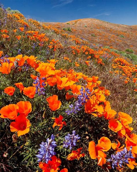 Photos Stephenmatera California Poppies And Lupine In Spring Bloom