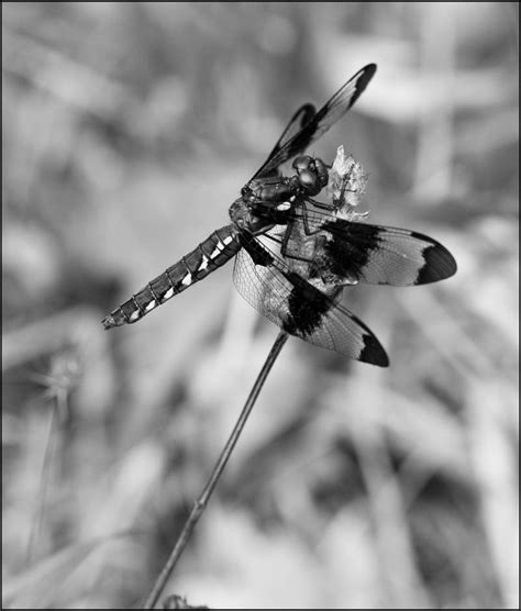Black And White Dragonfly By Eruwyn On Deviantart