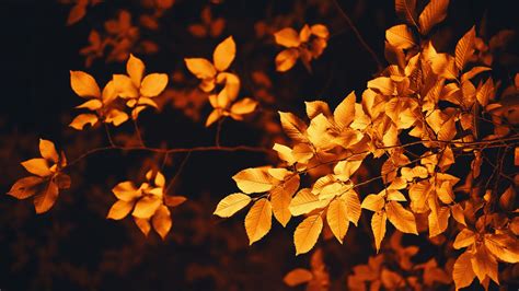 Download Wallpaper 1920x1080 Leaves Branch Autumn Blur
