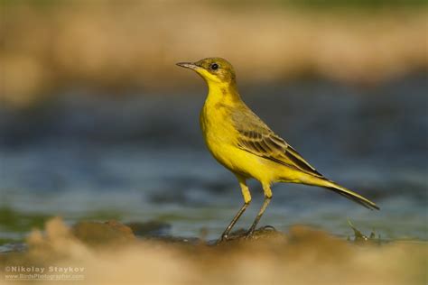 Yellow Wagtail Motacilla Flava Birds Photographer Nikolay Staykov