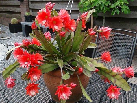 Disocactus X Hybridus Orchid Cactus World Of Succulents