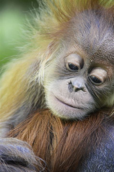 Joan menulis kalau monyet tersebut dijadikan budak dalam pertunjukan jalanan, seperti topeng monyet. Foto Foto Lucu Monyet | DP BBM Lucu