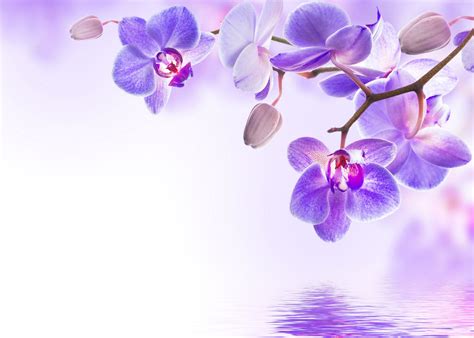 Purple Orchid Wallpapers On Wallpaperdog