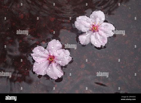 Fallen Cherry Blossom In The Rain Stock Photo Alamy