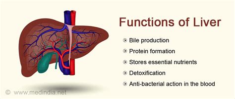 Liver Structure And Anatomical Organ Function Explanation Outline Images