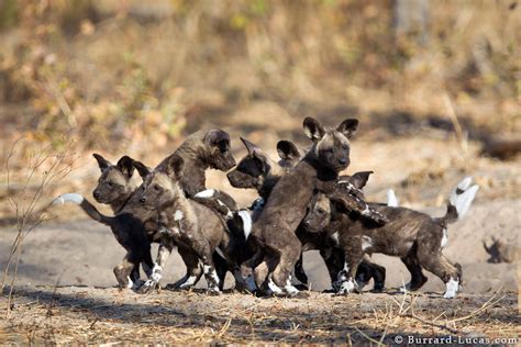 Playing Wild Dog Puppies Burrard Lucas Photography