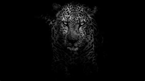 4k Animals Black And White Wallpapers Wallpaper Cave