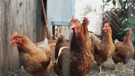 ‘dont Kiss Or Snuggle Chickens Cdc Warns Backyard Poultry Owners Amid Salmonella Outbreak