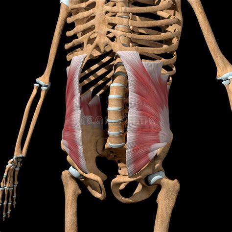 Human Abdominal Internal Oblique Muscles On Skeleton Stock Illustration