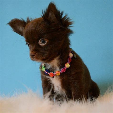 Uey's kennel in florida sells pure bred chihuahua puppies. 89 best images about Longhaired Chihuahua on Pinterest