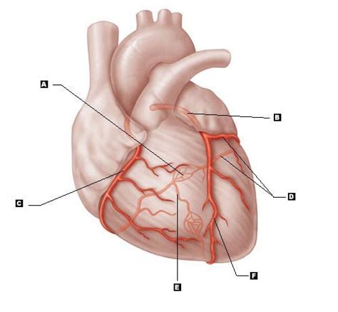 What are the main arteries of the body? Cardiovascular System - the heart Flashcards | Easy Notecards