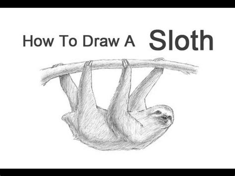 In fact, we have always been somewhat suspicious of flower bouquets. How to Draw a Sloth - YouTube