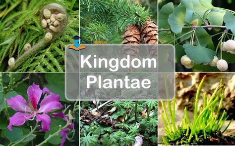 Kingdom Plantae - Pengertian, Ciri, Reproduksi & Klasifikasi