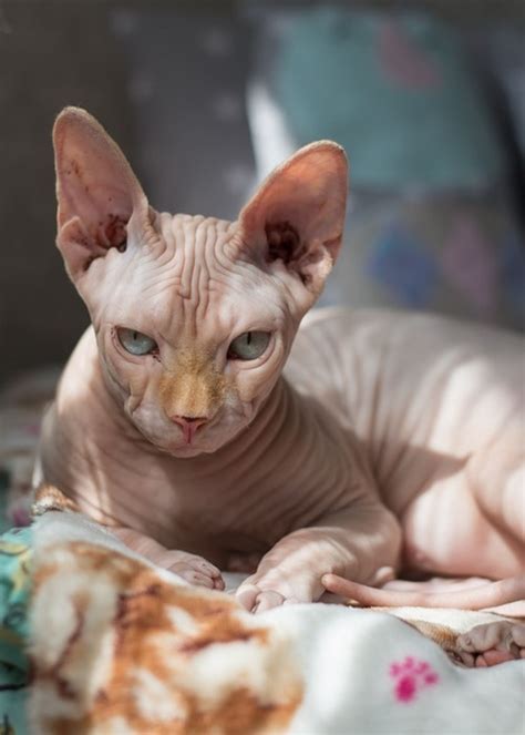 Learn some of the most common reasons why cats shed and whether it's an indication of a health 1. Cats That Don't Shed: Non Shedding Cats For Home - Cat Nap ...