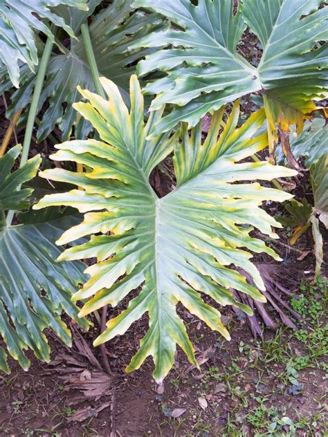 Split Leaf Elephant Ear Plant: What Is A Selloum Philodendron | Plants