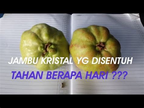 Ternyata ini masalah yang hampir dirasakan oleh semua pembudidaya tanaman ini. Cara Mengatasi Jambu Kristal Busuk - Inilah Penyebab Buah ...