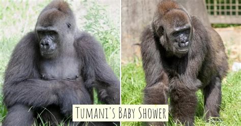 Louisiana Zoo Throws Baby Shower For Pregnant Gorilla And She Even Has
