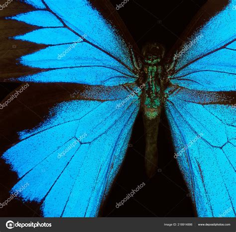 Wings Butterfly Ulysses Wings Butterfly Texture Background Closeup