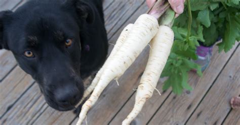 Daily Timewaster Your Happy Picture Of The Day Hound Dog And Parsnips