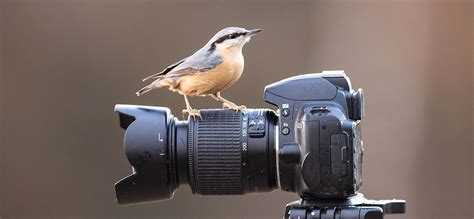 How To Photograph Birds In Your Garden Simon King Wildlife Shop