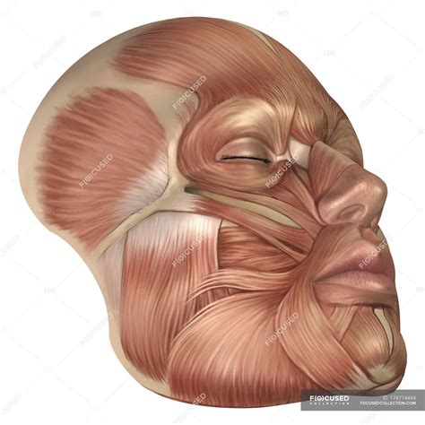 Anatomia Dos Músculos Da Face Humana — Medicina Rosto Stock Photo