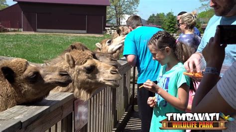 Timbavati wildlife park is relocating and under construction at 2220 wisconsin dells parkway, in wisconsin dells. Feeding Camels at Timbavati Wildlife Park - YouTube