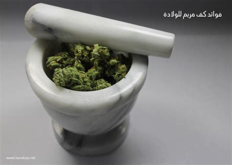 يمكن شرب هذا الخليط قبل العلاقة الحميمة بحوالي ساعة. فوائد كف مريم للولادة | تخلصي من الالآم اثناء وبعد الولادة ...