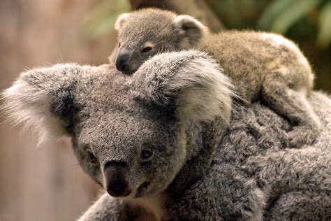 Koala Baby On Mothers Back One Of Australias Most Strikin Flickr