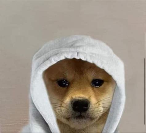 A Brown Dog Wearing A White Hoodie Looking At The Camera With An Angry