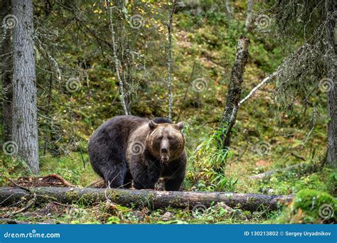 A Brown Bear In The Autumn Forest Stock Photo Image Of Outdoors