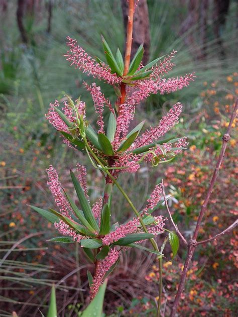 170 Best Australian Native Plants 2 Images On Pinterest Native Plants