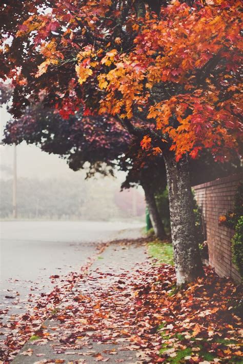 Cozhyness Beautiful Fall Autumn Beauty Scenery