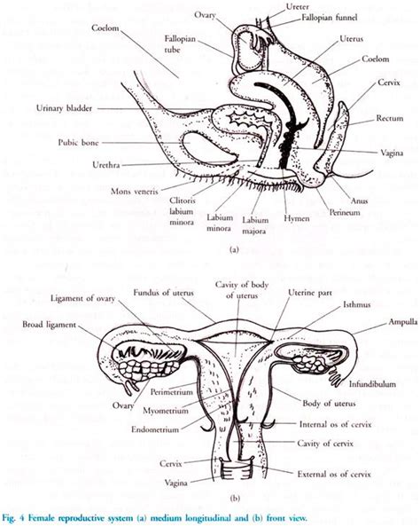 Printable Female Reproductive System Diagram Printable Word Searches